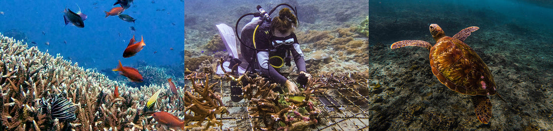 Blue Friday by Lyma Living